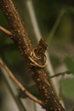 Vergoldeter ring Holzast – Bild 4
